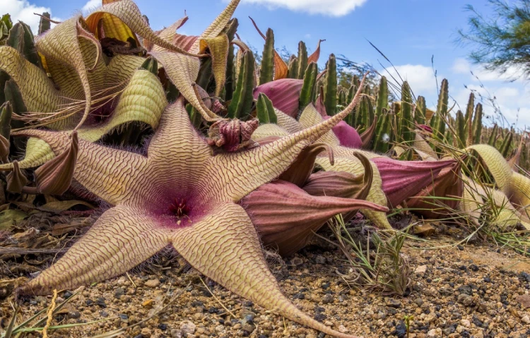 stapeliya 2