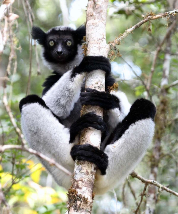 lemur indri 4