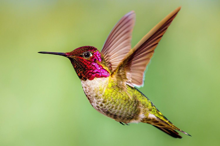 kolibri 8