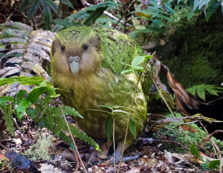 pop kakapo4