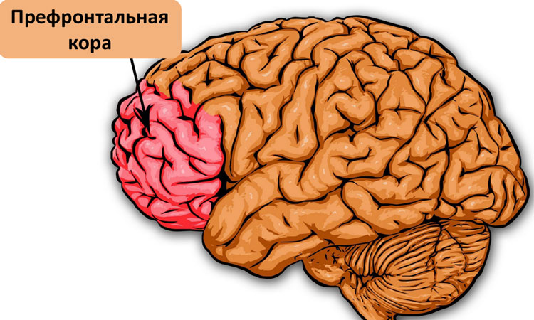 mozg kora1